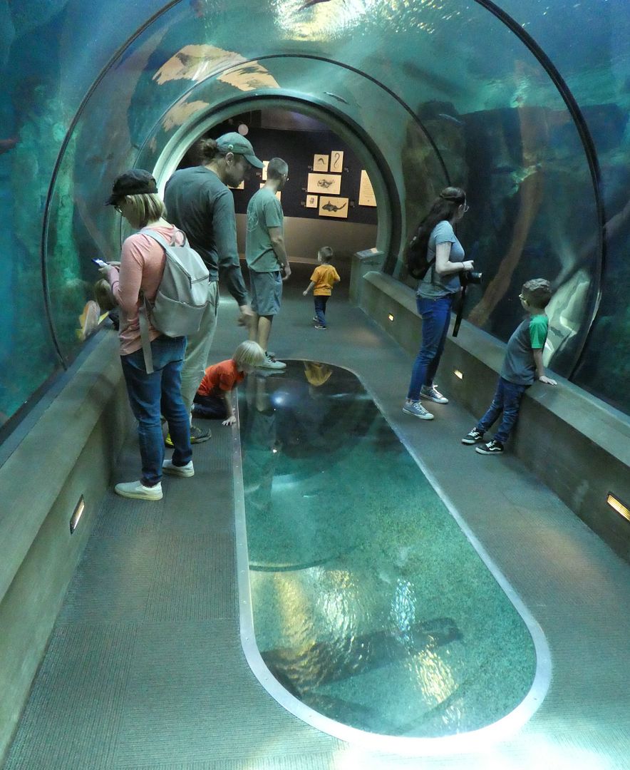 Museums 101 Oregon Coast Aquarium (photo diary)